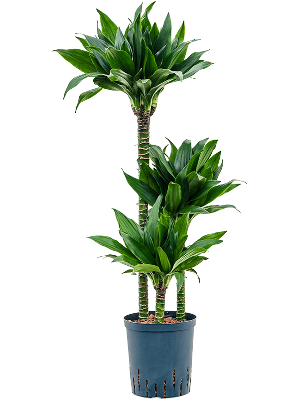 Graceful Corn Plant Dracaena fragrans 'Black jack' Tall Indoor House Plants Trees
