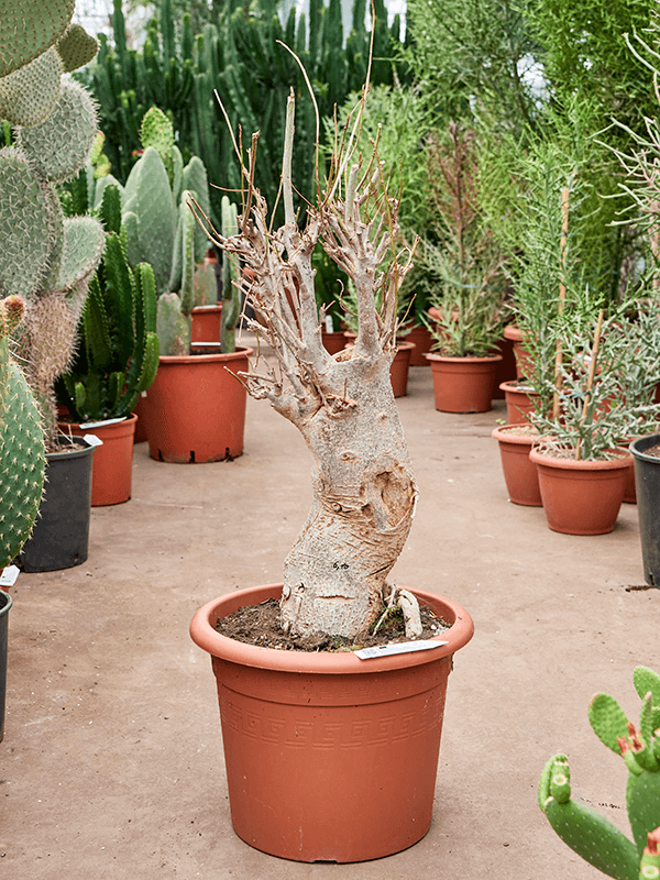 Photogenic Monkey Bread Tree Baobab (Adonsonia) Tall Indoor House Plants Trees