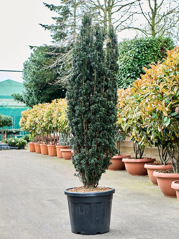 Taxus baccata 'Black Tower'