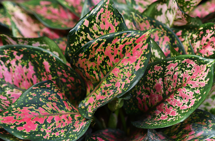 How to grow Aglaonema: flower care at home