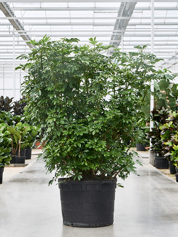 Easy-Care Umbrella Tree Schefflera arboricola 'Compacta' Tall Indoor House Plants Trees