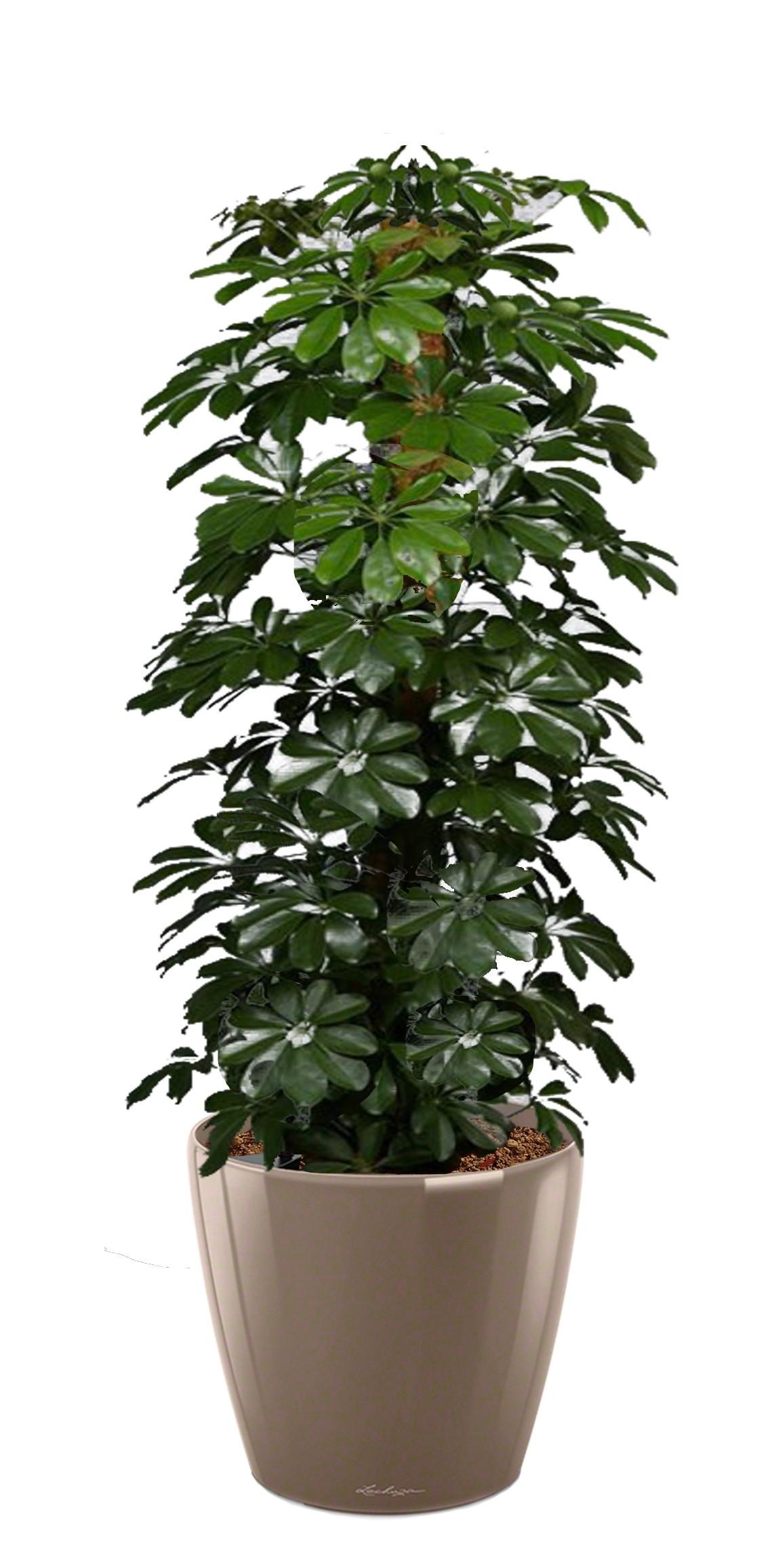 Schefflera Compacta (Nora) in LECHUZA CLASSICO LS Self-watering Planter, Total Height 160 cm
