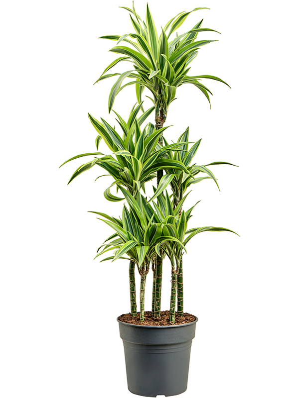 Colorful Corn Plant Dracaena fragrans 'Lemon Lime' Tall Indoor House Plants Trees