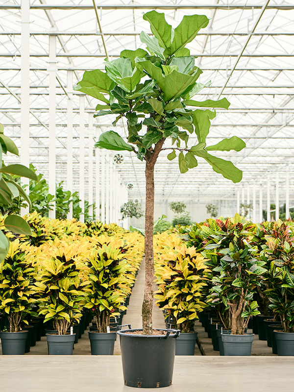 Lush Fiddle Leaf Fig Ficus lyrata Indoor House Plants