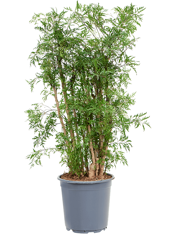 Lush Chinese Aralia (Polyscias) 'Ming' Indoor House Plants