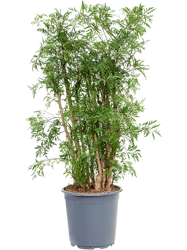 Lush Chinese Aralia (Polyscias) 'Ming' Indoor House Plants
