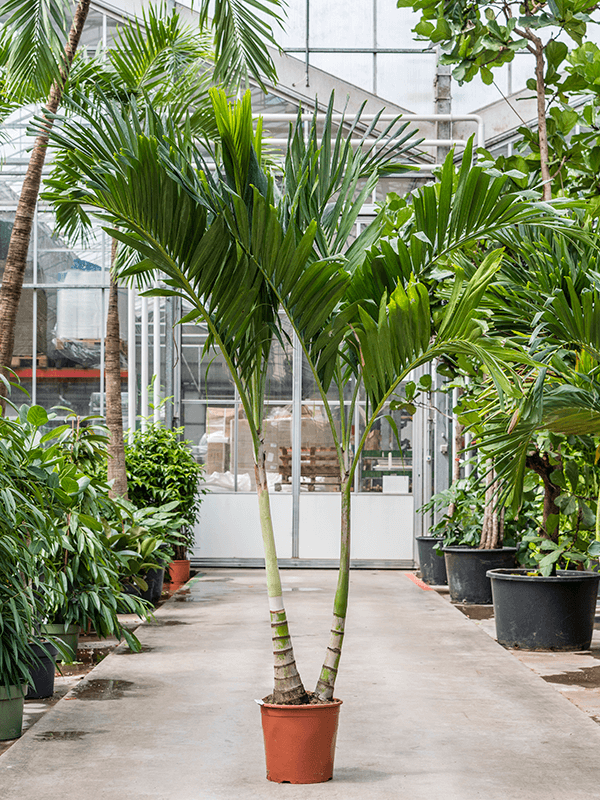 Lush Manila Palm Veitchia (Adonidia) merrillii (575-650) Indoor House Plants