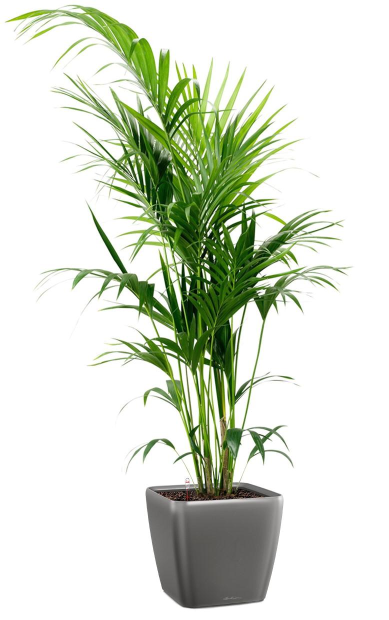 Howea Forsteriana in LECHUZA QUADRO LS Self-watering Planter, Total Height 160 cm