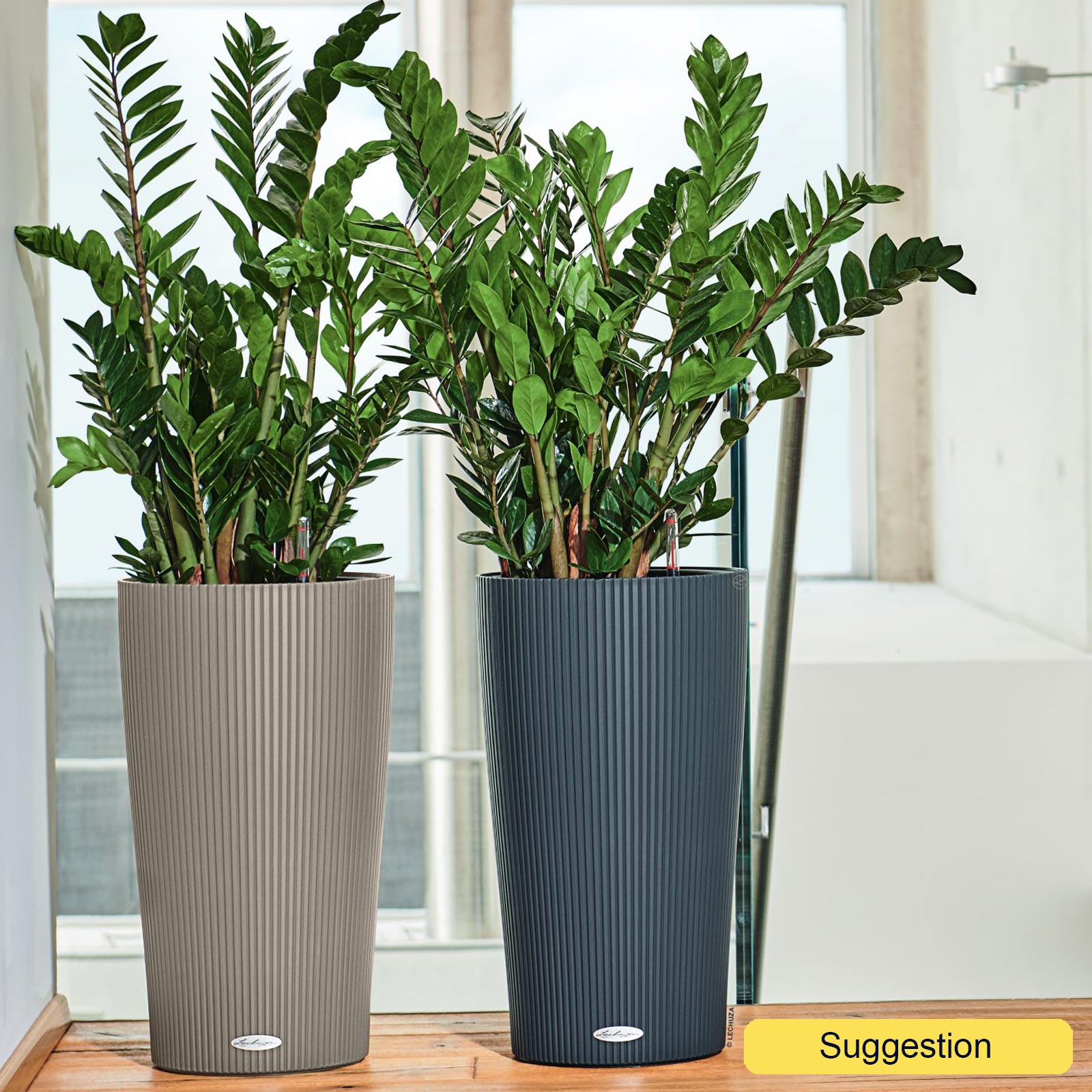 Lush ZZ Plant Zamioculcas zamiifolia Indoor House Plants