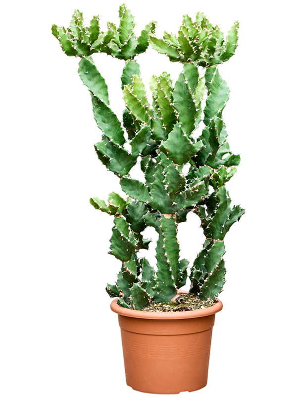 Euphorbia tortilis