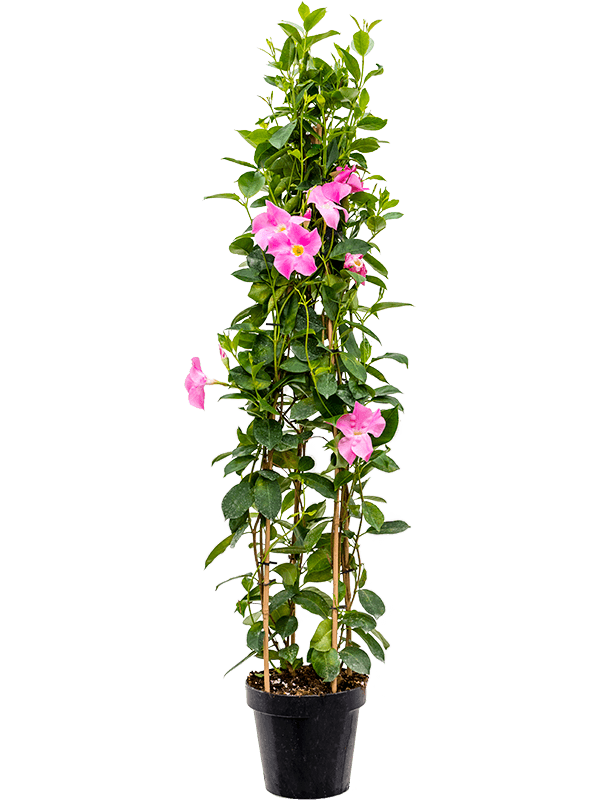 Colorful Brazilian Jasmine Dipladenia classic pink Indoor House Plants