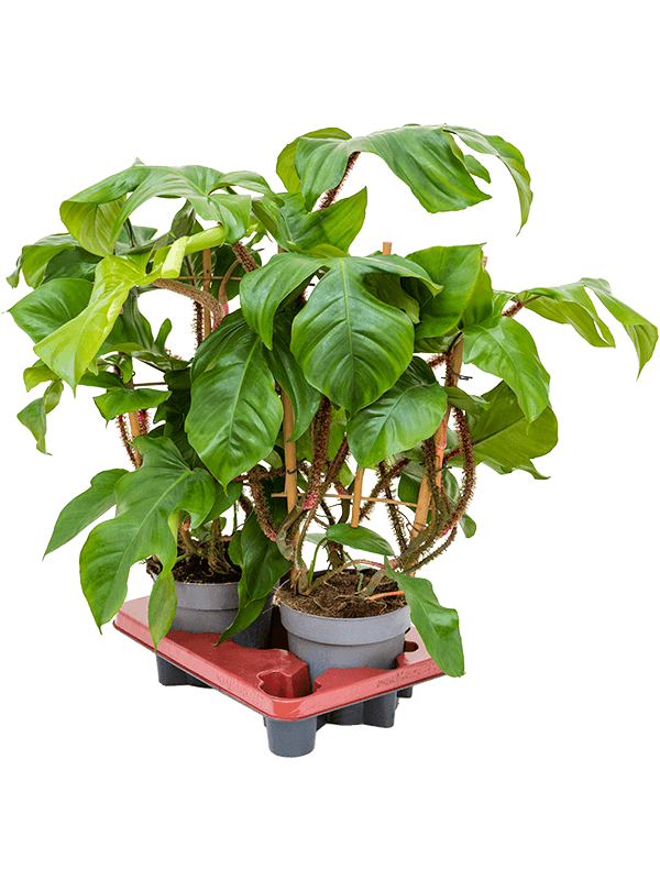 Lush Heart-Leaf Philodendron squamiferum Indoor House Plants