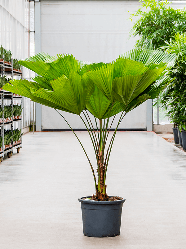 Lush Ruffled Fan Palm Licuala grandis Tall Indoor House Plants Trees