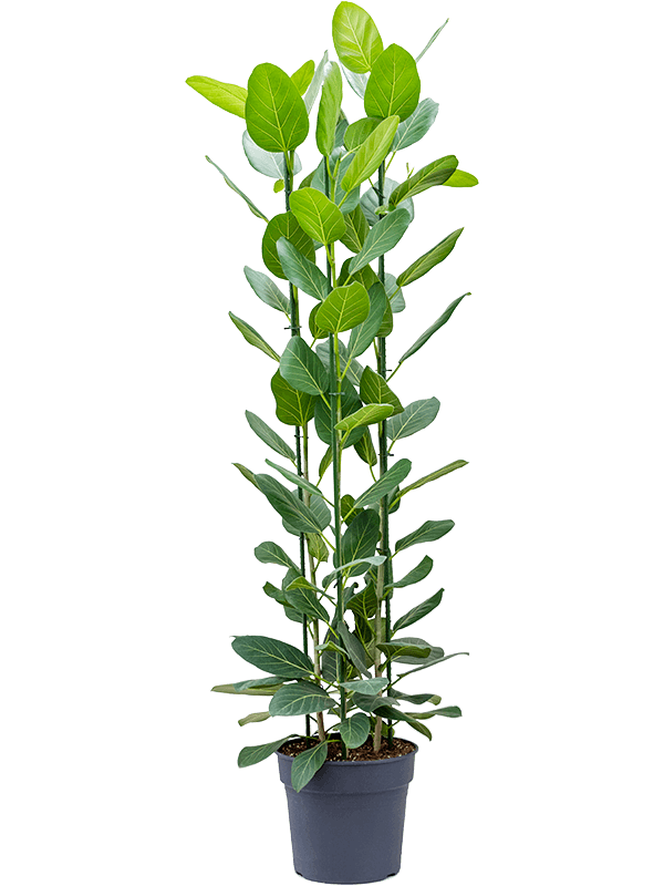 Lush Banyan Fig Ficus benghalensis 'Audrey' Indoor House Plants