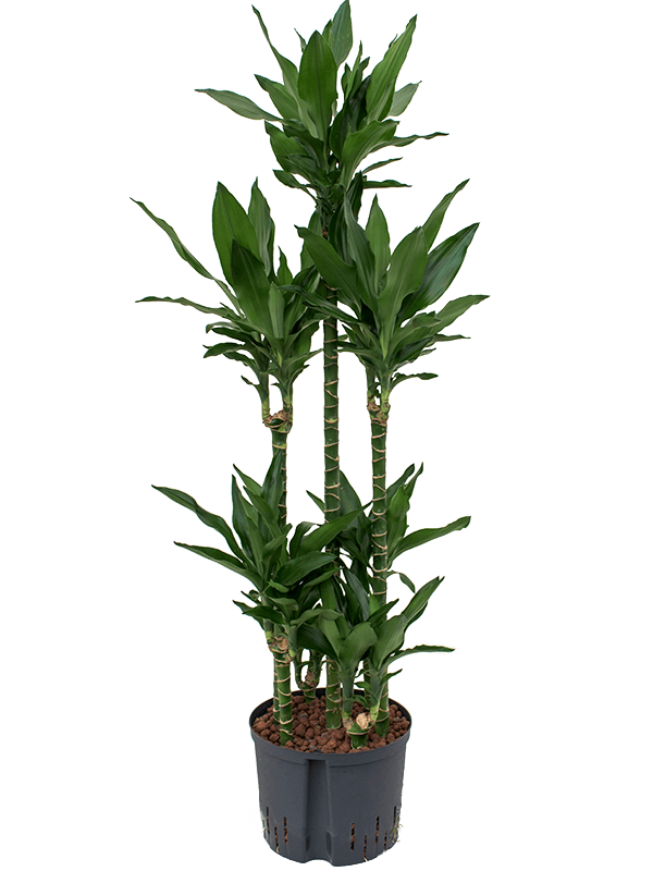 Easy-Care Corn Plant Dracaena fragrans 'Janet Lind' Tall Indoor House Plants Trees
