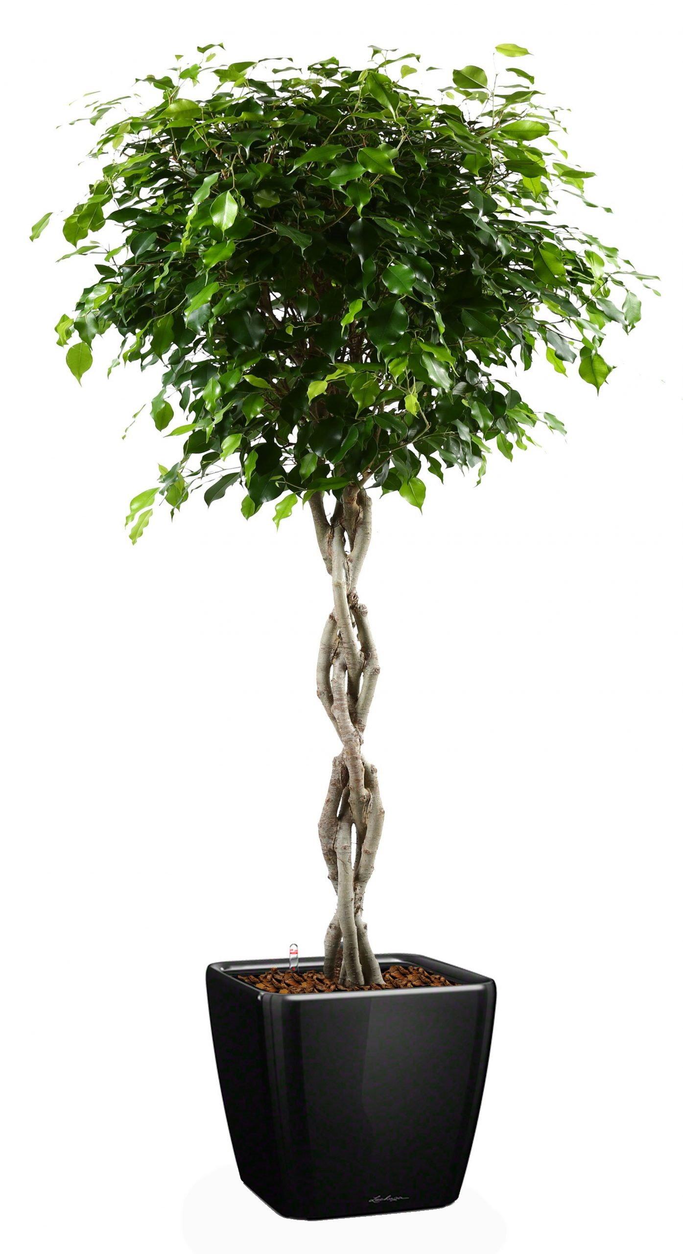 Braided Ficus Benjamina Exotica in LECHUZA QUADRO LS Self-watering Planter, Total Height 140 cm
