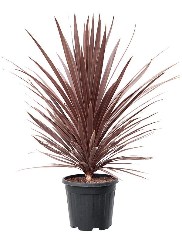 Photogenic Ti Plant Cordyline australis 'Red Star' Indoor House Plants