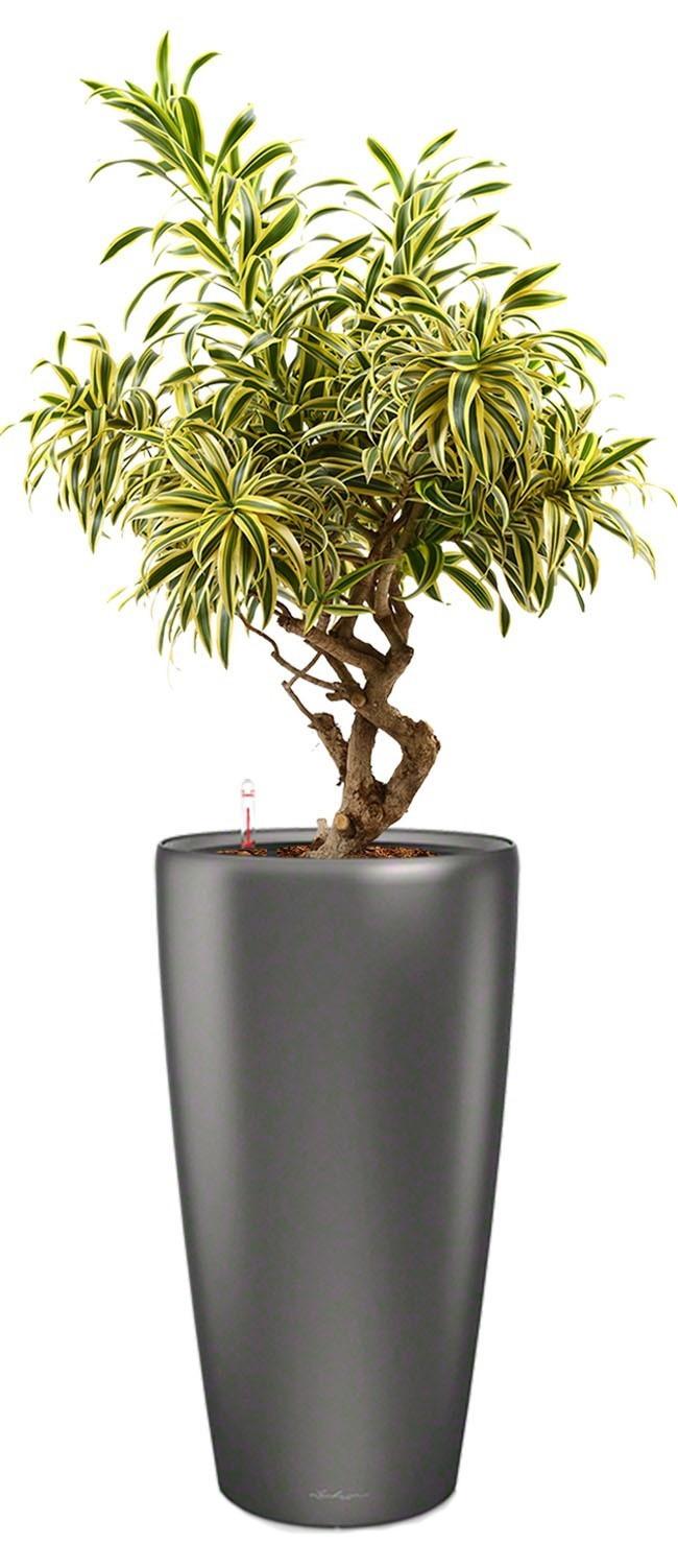 Dracaena Reflexa Song of India in LECHUZA RONDO Self-watering Planter, Total Height 160 cm