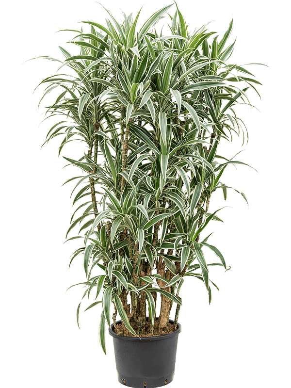 Graceful Dragon Tree Dracaena deremensis 'White Stripe' Indoor House Plants