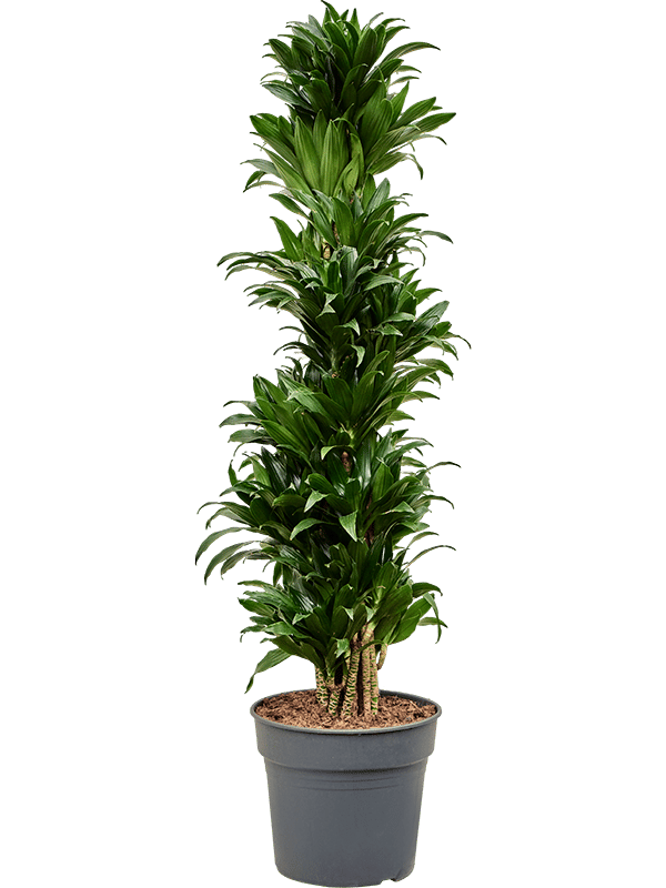Easy-Care Corn Plant Dracaena fragrans 'Compacta' Indoor House Plants