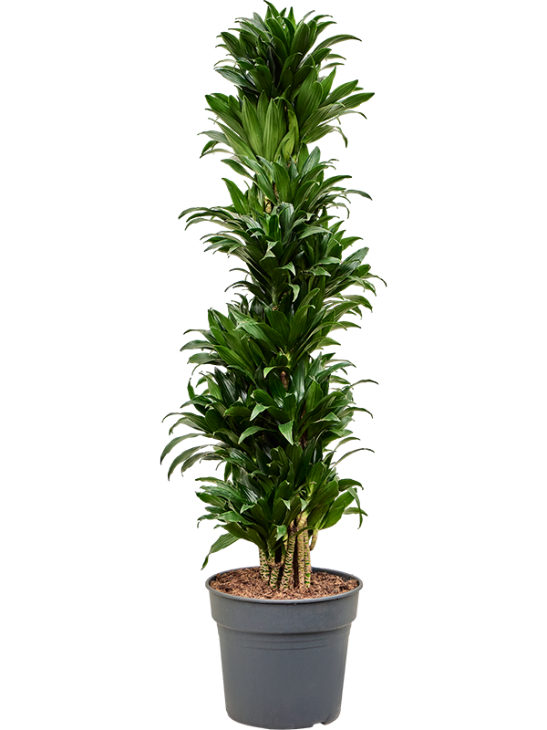Easy-Care Corn Plant Dracaena fragrans 'Compacta' Indoor House Plants