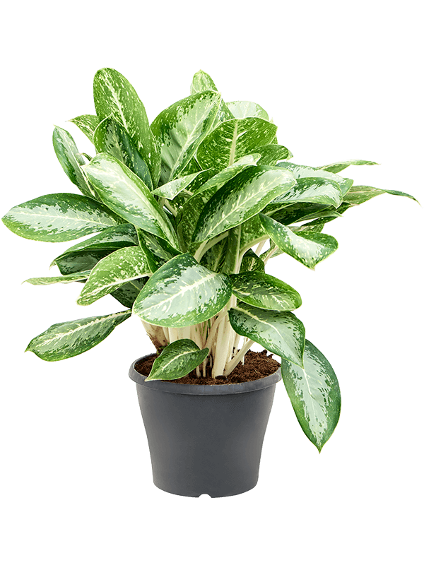 Delicate Chinese Evergreen Aglaonema 'Milky way' Indoor House Plants