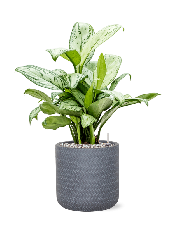 Delicate Chinese Evergreen Aglaonema 'Christina' Indoor House Plants