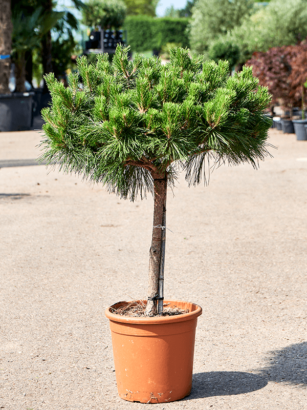 Pinus nigra 'Pierrick Bregeon'