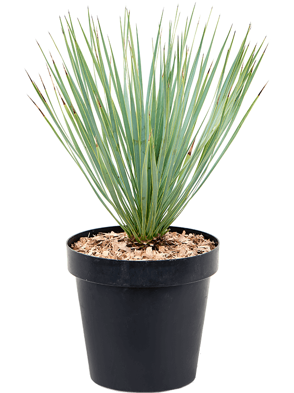 Photogenic Beaked Blue Yucca rostrata (170-200) Indoor House Plants