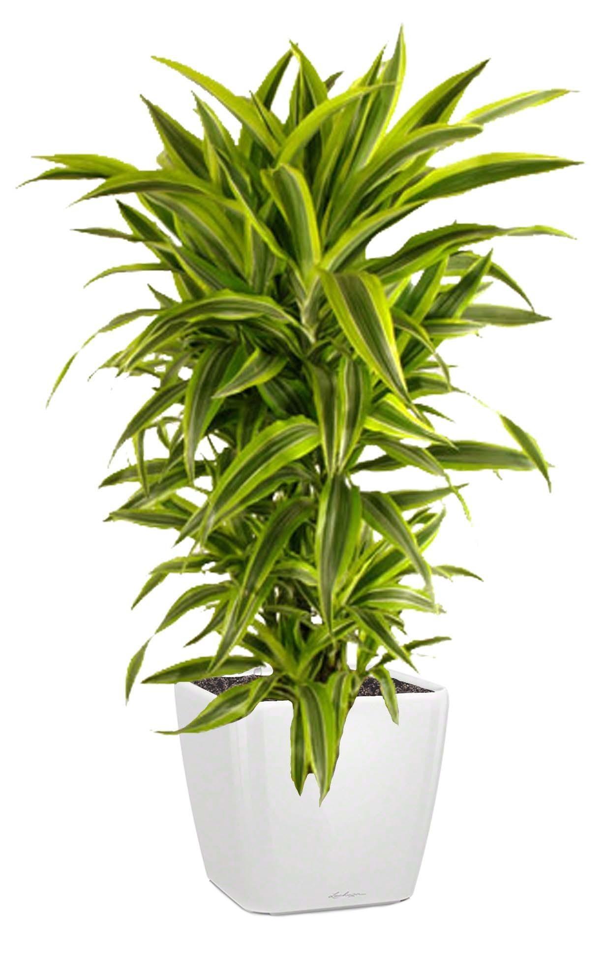 Dracaena Fragrans Lemon Lime in LECHUZA QUADRO LS Self-watering Planter, Total Height 150 cm
