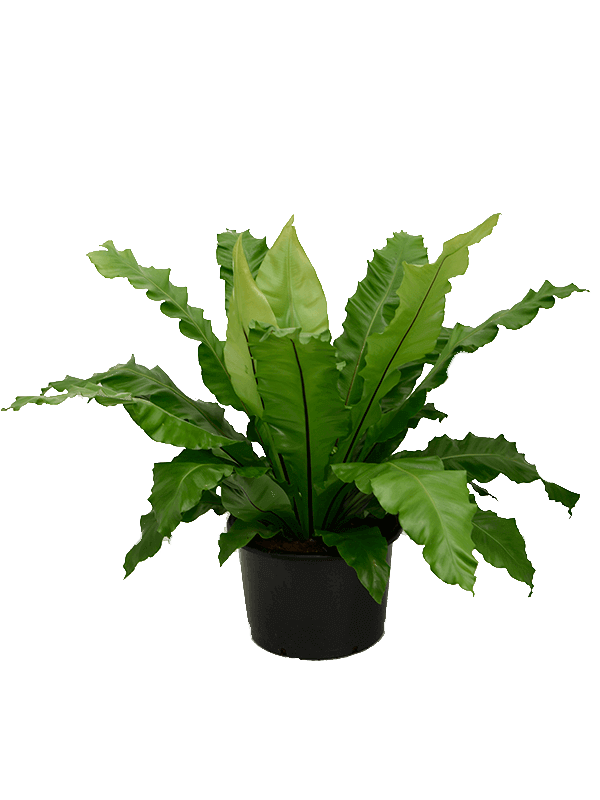 Shade-loving Birds Nest Fern Asplenium nidus Indoor House Plants