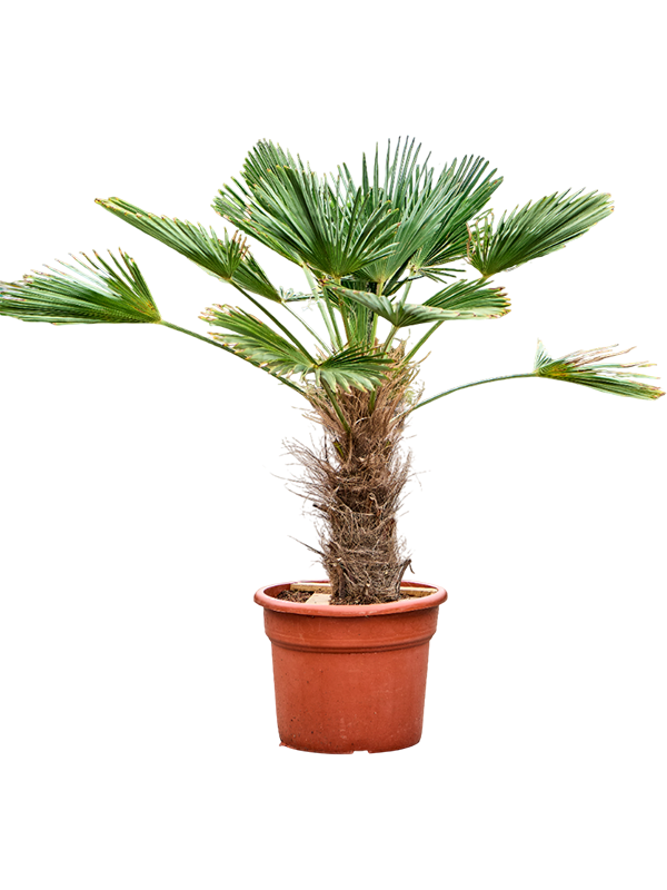 Windmill Palm Tree Trachycarpus wagnerianus