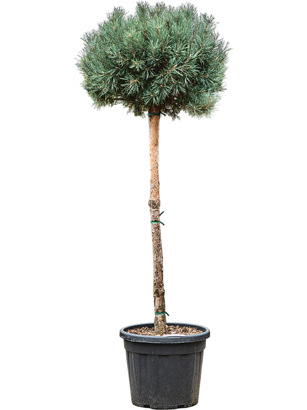 Showy Scots Pine Pinus sylvestris 'Watereri Nana' Outdoor Plants