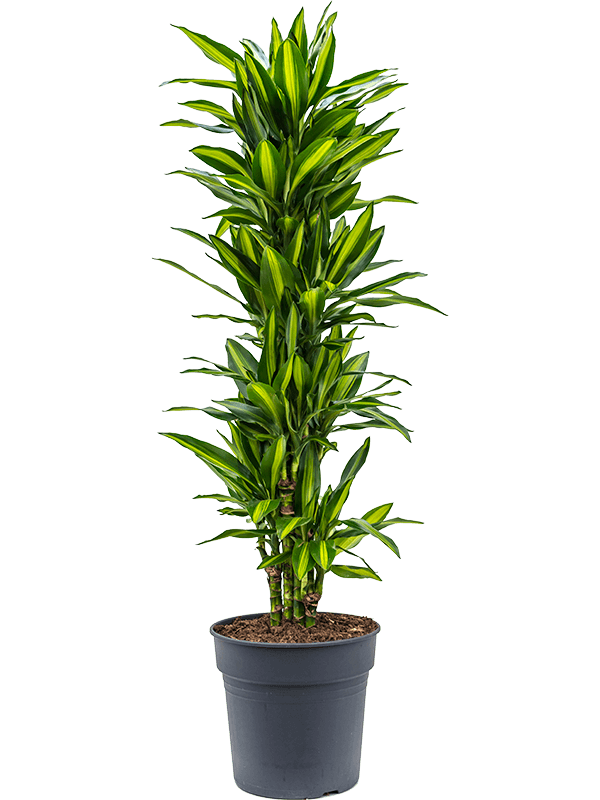 Colorful Corn Plant Dracaena fragrans 'Cintho' Indoor House Plants