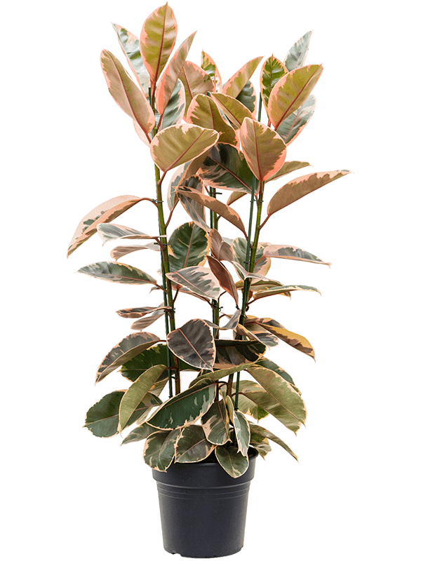 Lush Rubber Plant Ficus elastica 'Belize' Indoor House Plants