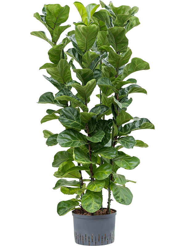 Lush Fiddle Leaf Fig Tree Ficus lyrata 'Bambino' Indoor House Plants