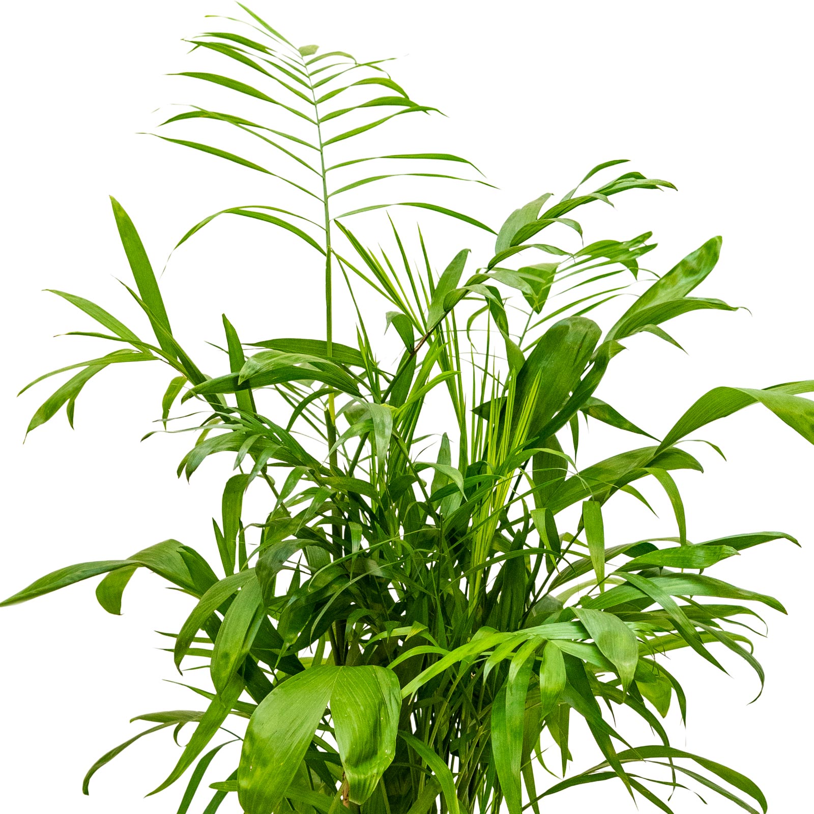 Shade-loving Parlour Palm Chamaedorea seifrizii Indoor House Plants