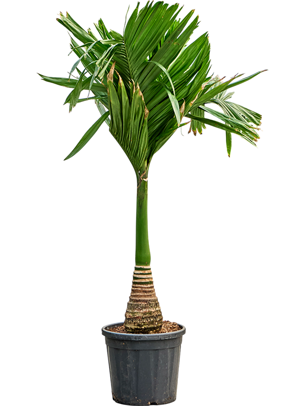 Tropical Dwarf Betel Nut Palm Areca catechu dwarf (450-525) Tall Indoor House Plants Trees