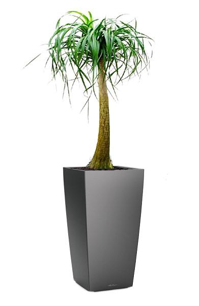 Nolina in LECHUZA CUBICO Self-watering Planter, Total Height 120 cm