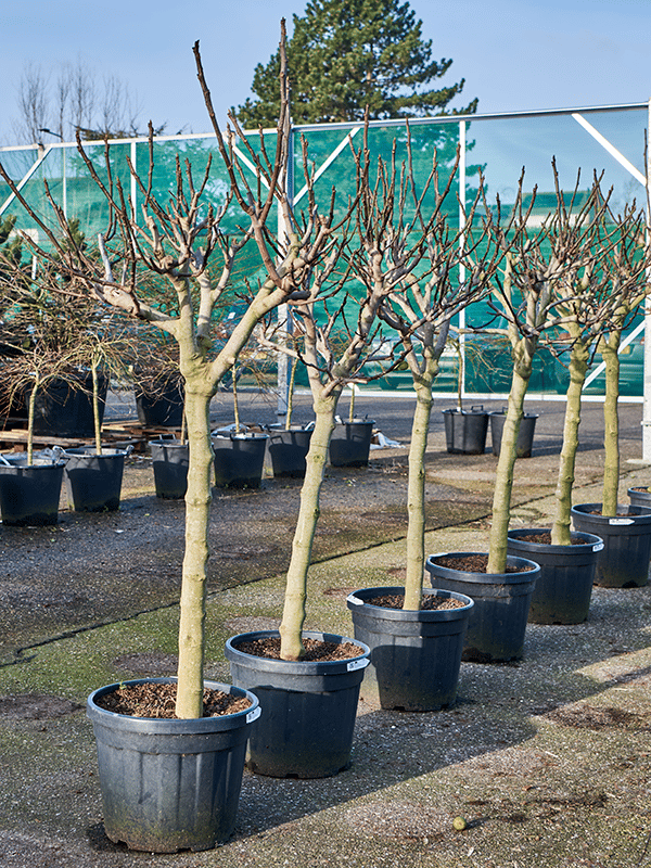 Lush Red-stem Fig Ficus carica
