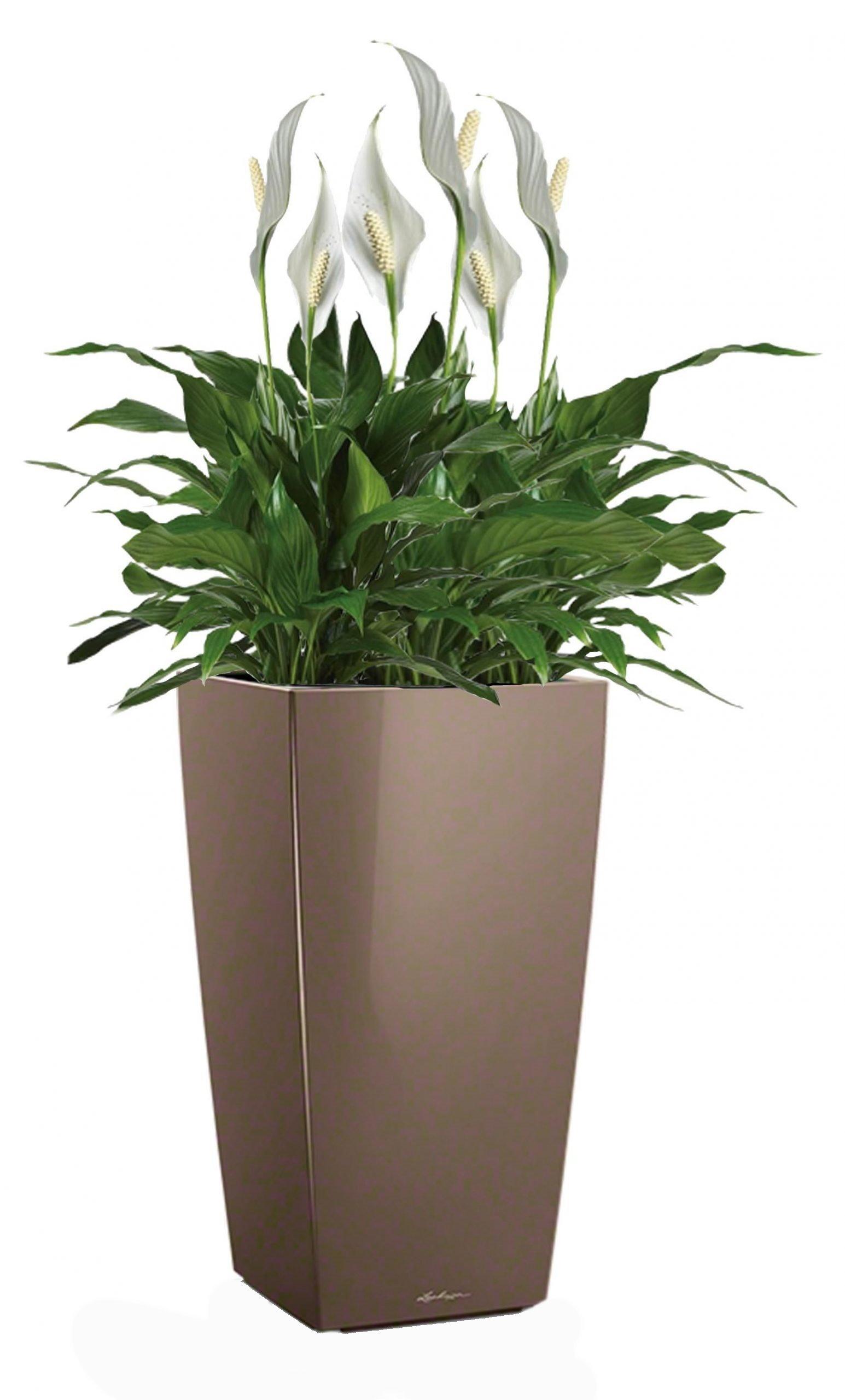 Blooming Spathiphyllum Sweet Chico in LECHUZA CUBICO Self-watering Planter, Total Height 80 cm