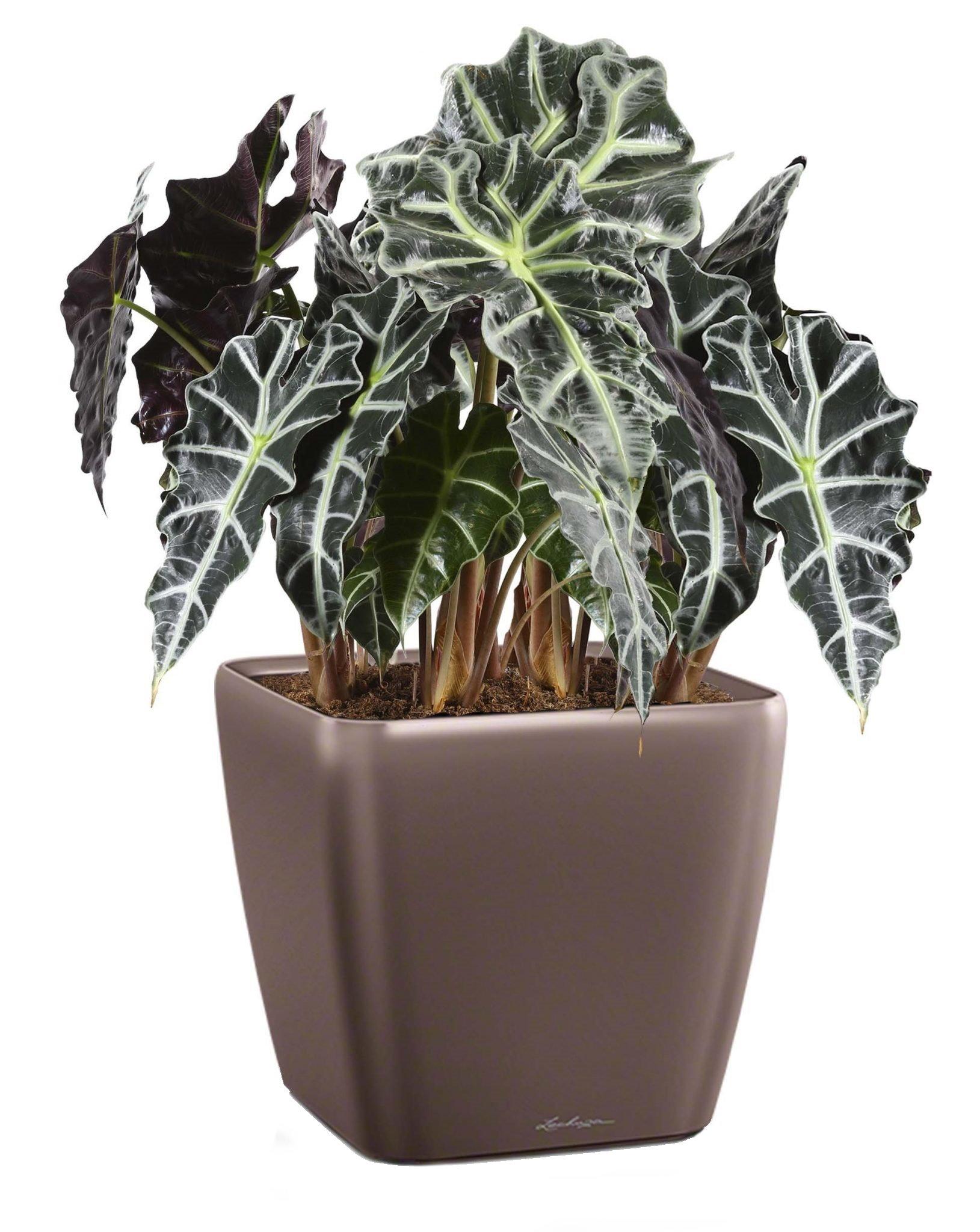 Alocasia Polly in LECHUZA QUADRO LS Self-watering Planter, Total Height 70 cm