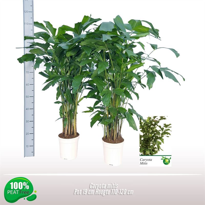 Lush Fishtail Palm Caryota mitis (650-725) Indoor House Plants