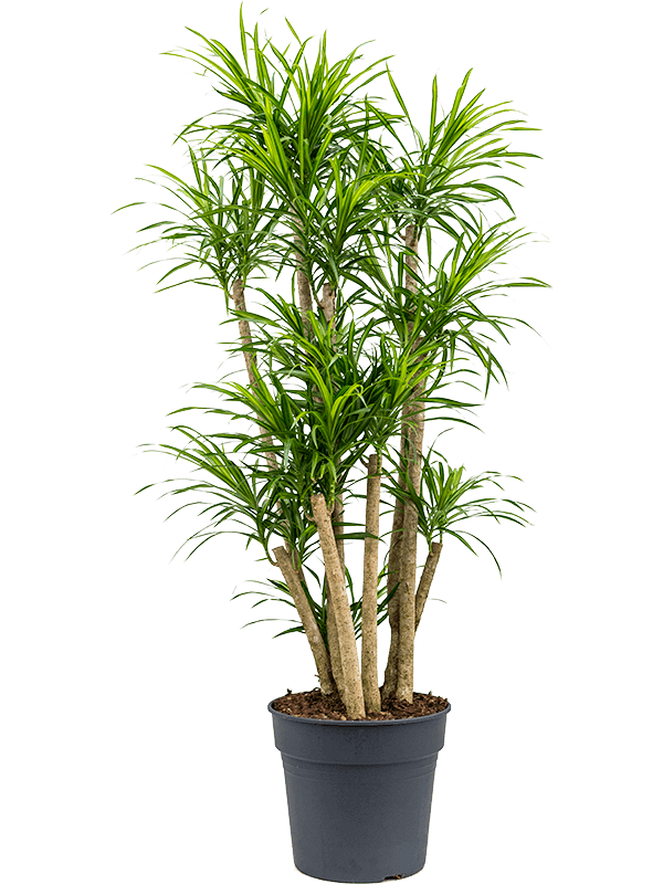 Graceful Dragon Tree Pleomele (Dracaena) 'Anita Variegata' Tall Indoor House Plants Trees