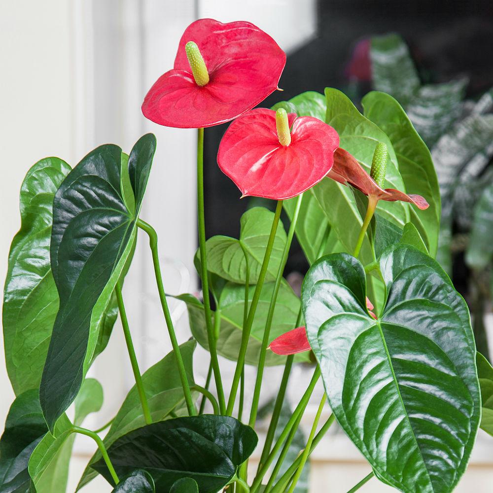 Blooming Anthuriums Set in 3 LECHUZA-PURO Self-watering Planters, Total Height 40 cm