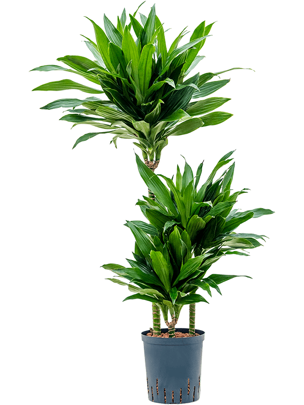 Photogenic Corn Plant Dracaena fragrans 'Green Jewel' Tall Indoor House Plants Trees