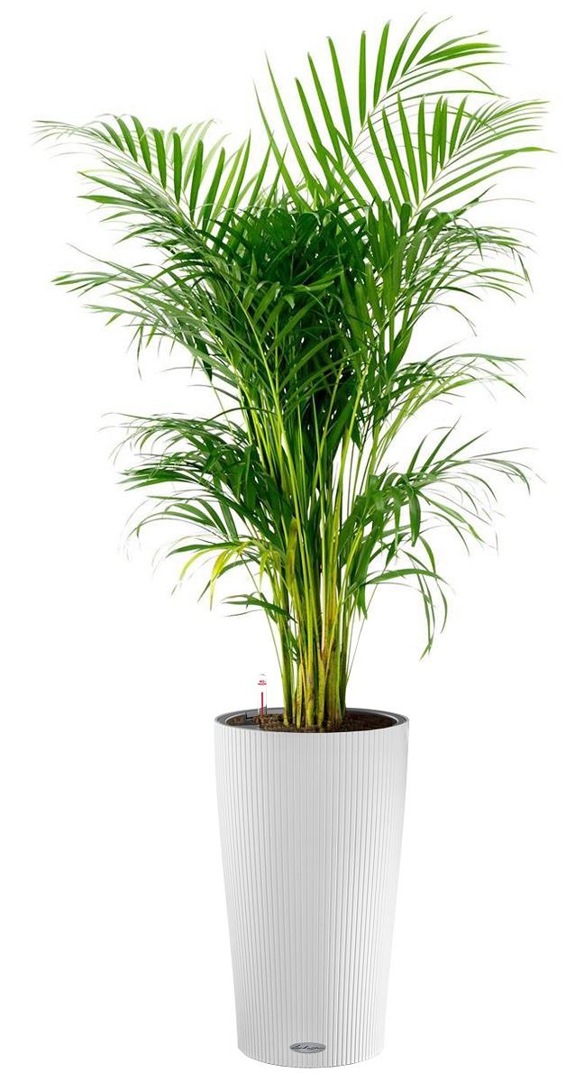 Chrysalidocarpus in LECHUZA CILINDRO Self-watering Planter, Total Height 150 cm