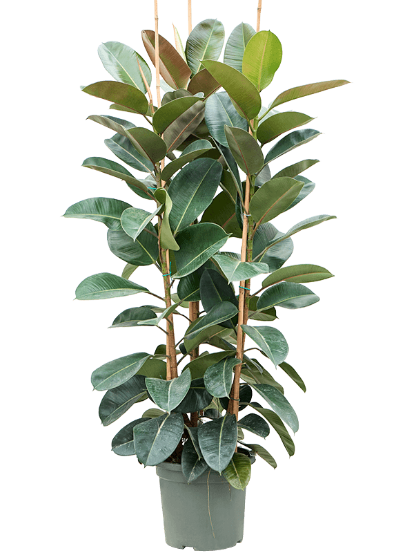 Lush Rubber Plant Ficus elastica 'Robusta' Indoor House Plants
