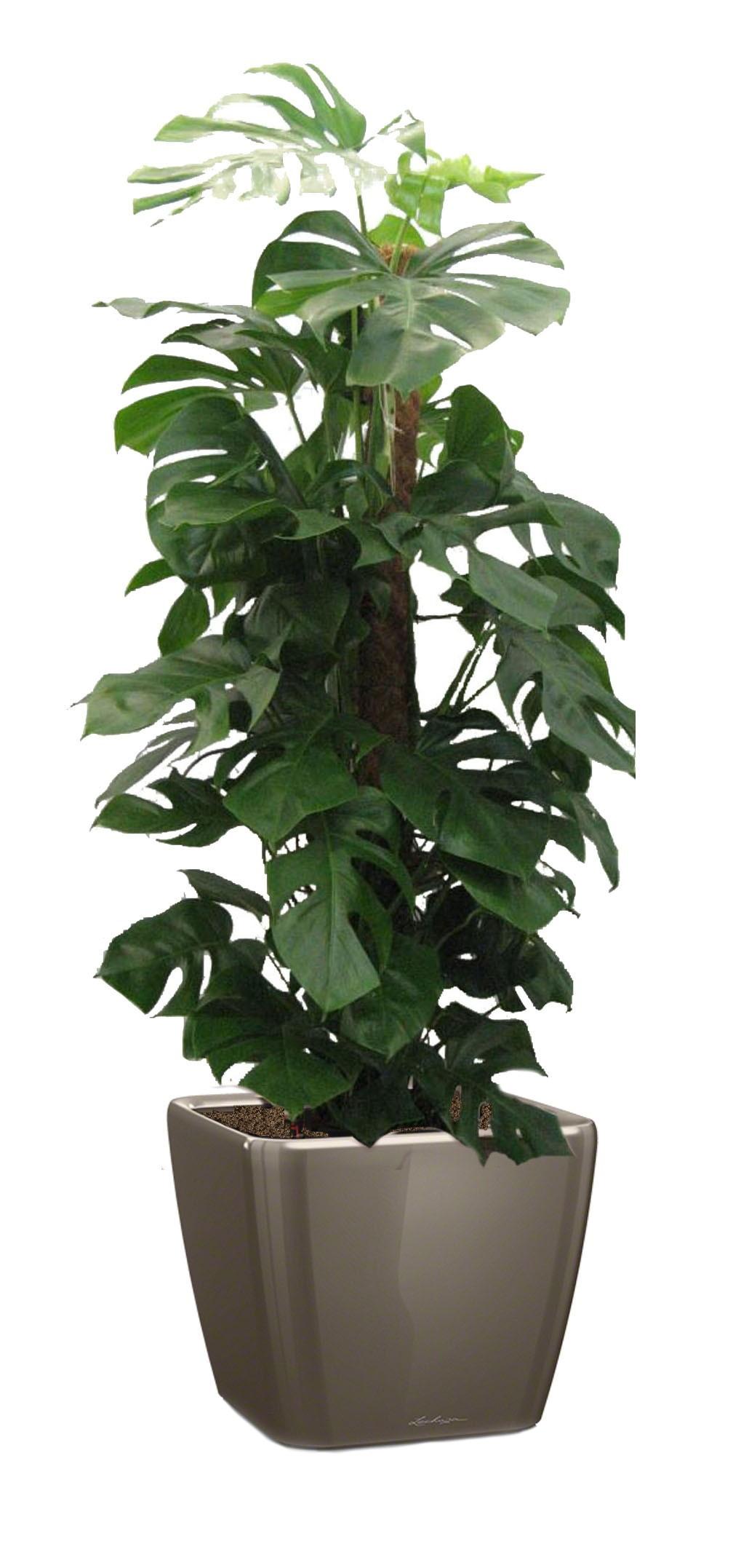 Monstera Deliciosa in LECHUZA QUADRO LS 43 Self-watering Planter, Total Height 150 cm