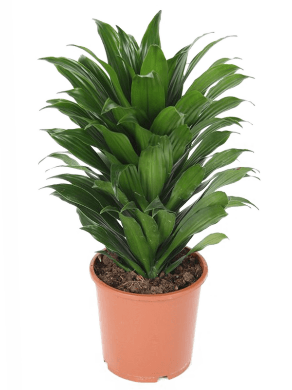 Easy-Care Corn Plant Dracaena fragrans 'Compacta' Indoor House Plants